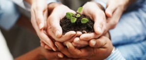 Business development - Closeup of hands holding seedling in a group